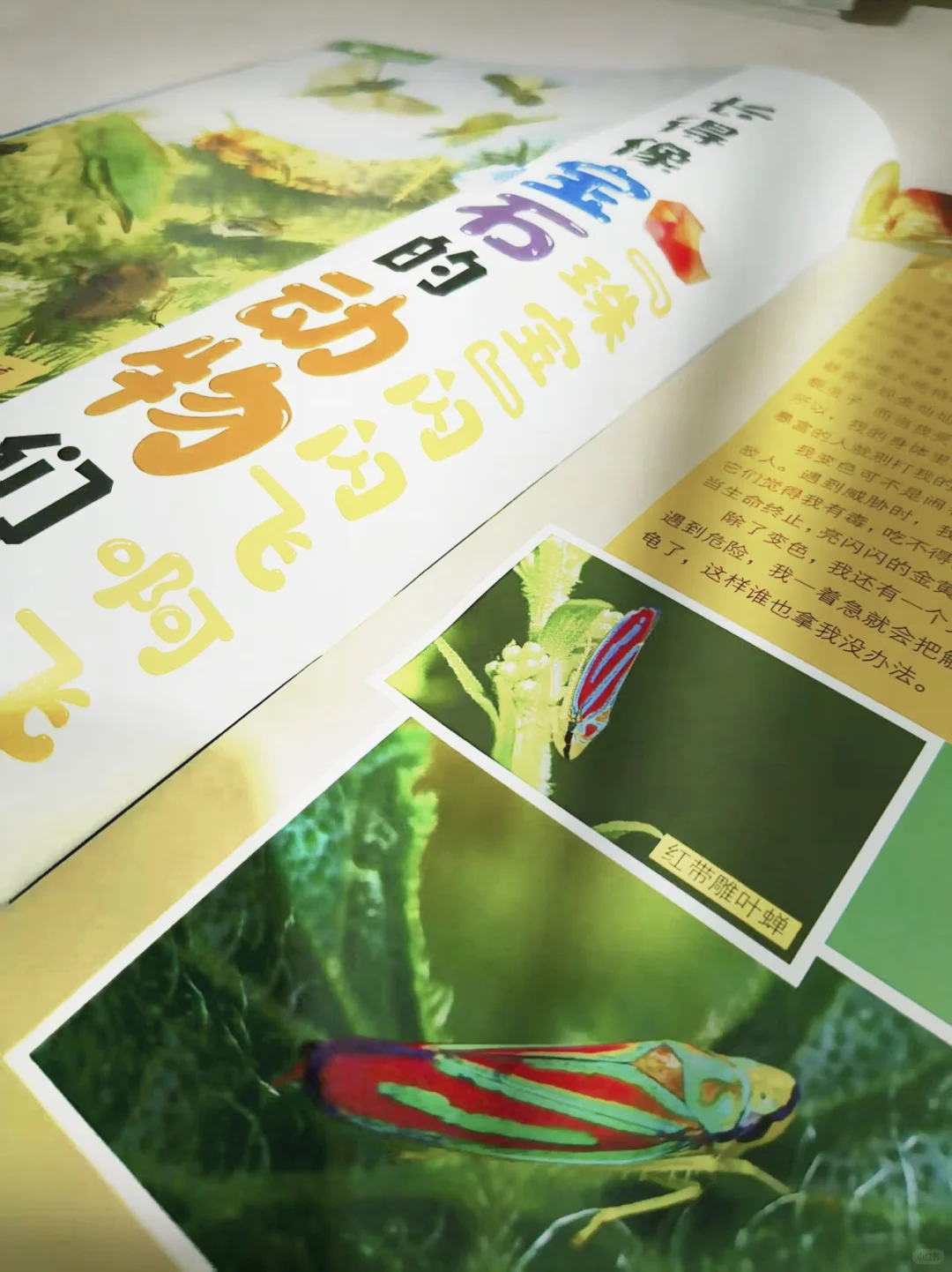 小学生必读‼️《大英百科·少儿探索》