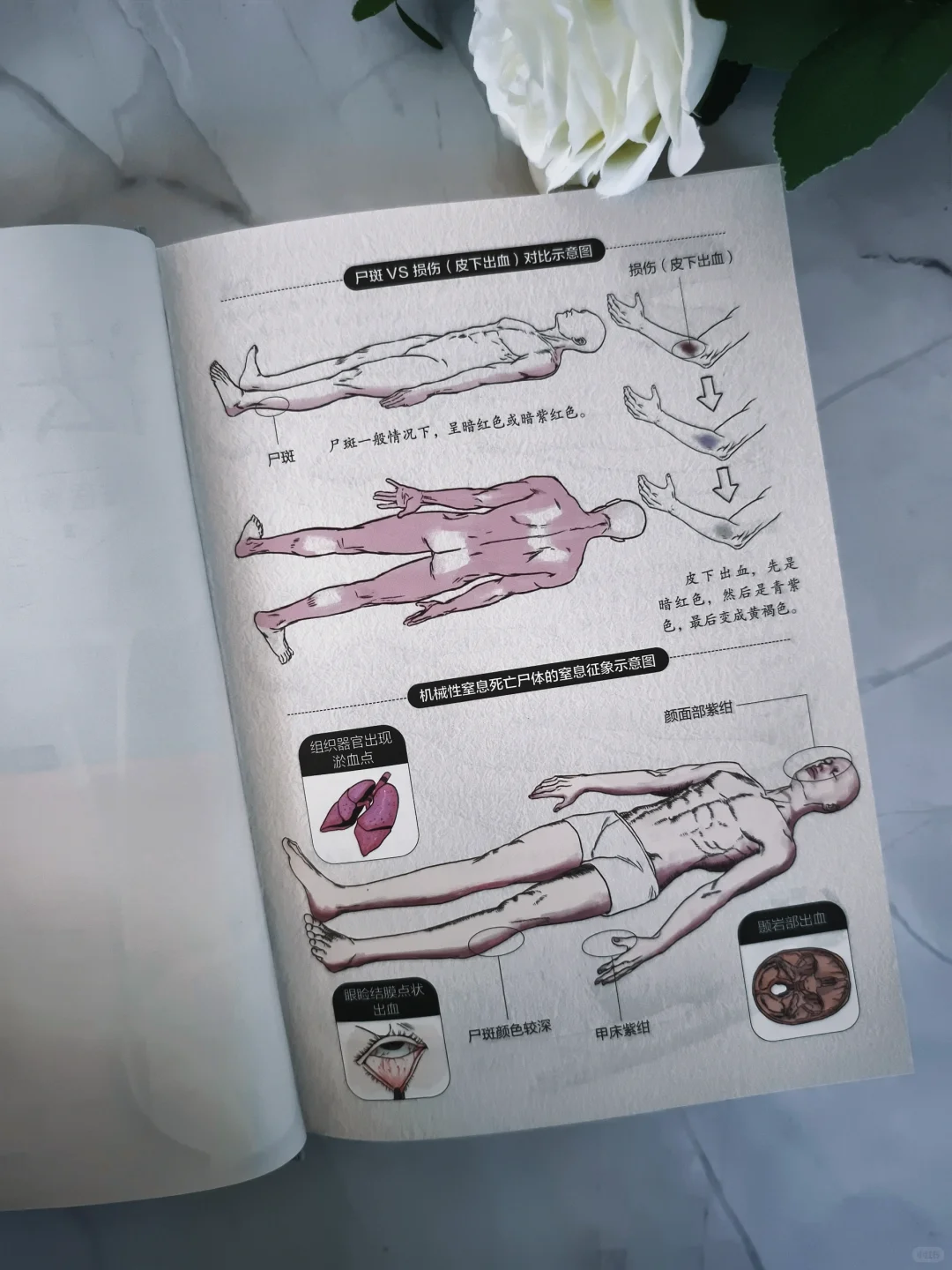 老秦新书📕一本读懂法医硬核知识‼️