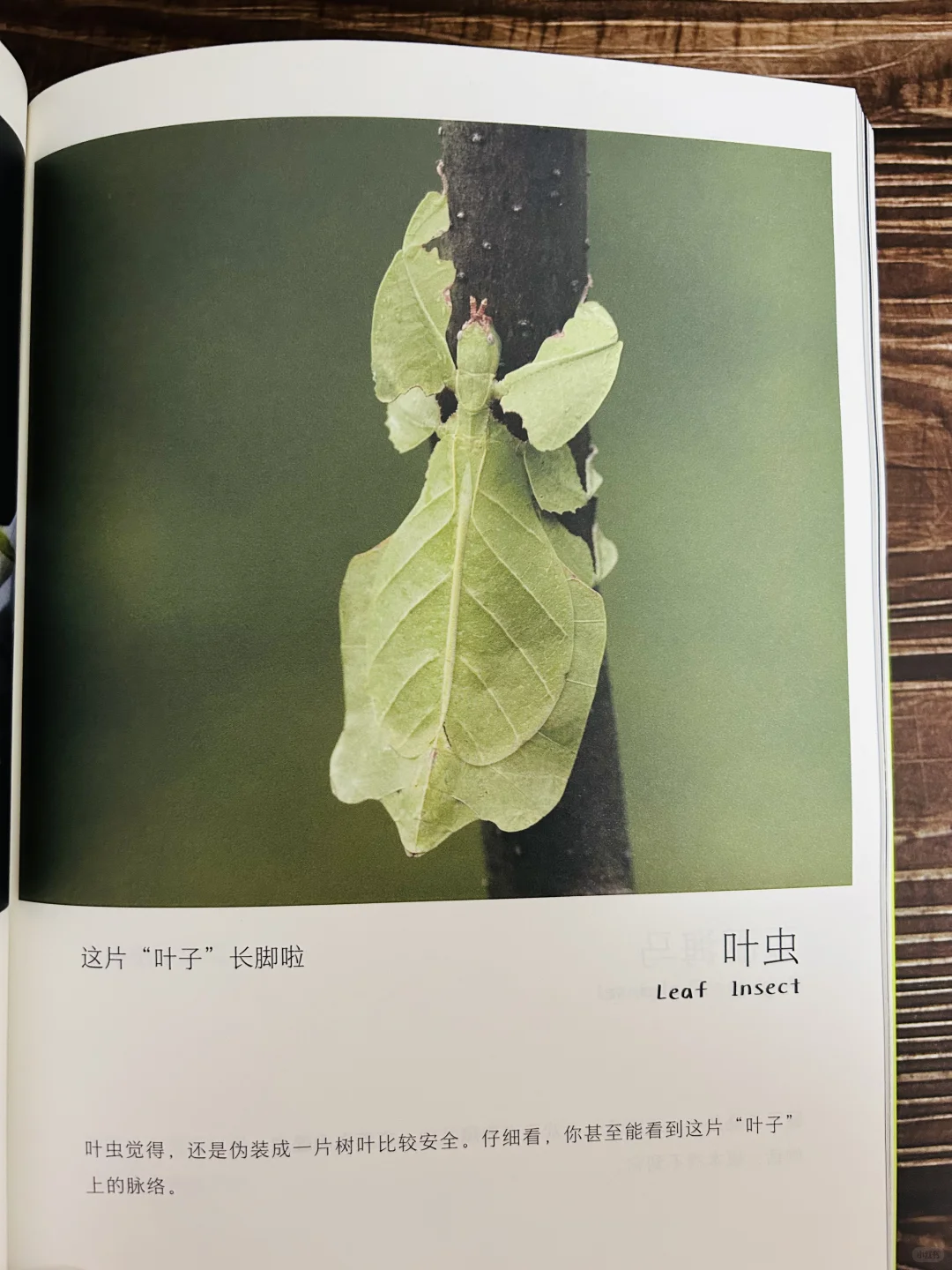 谢谢你‼️让2岁儿子认识了近200动植物！