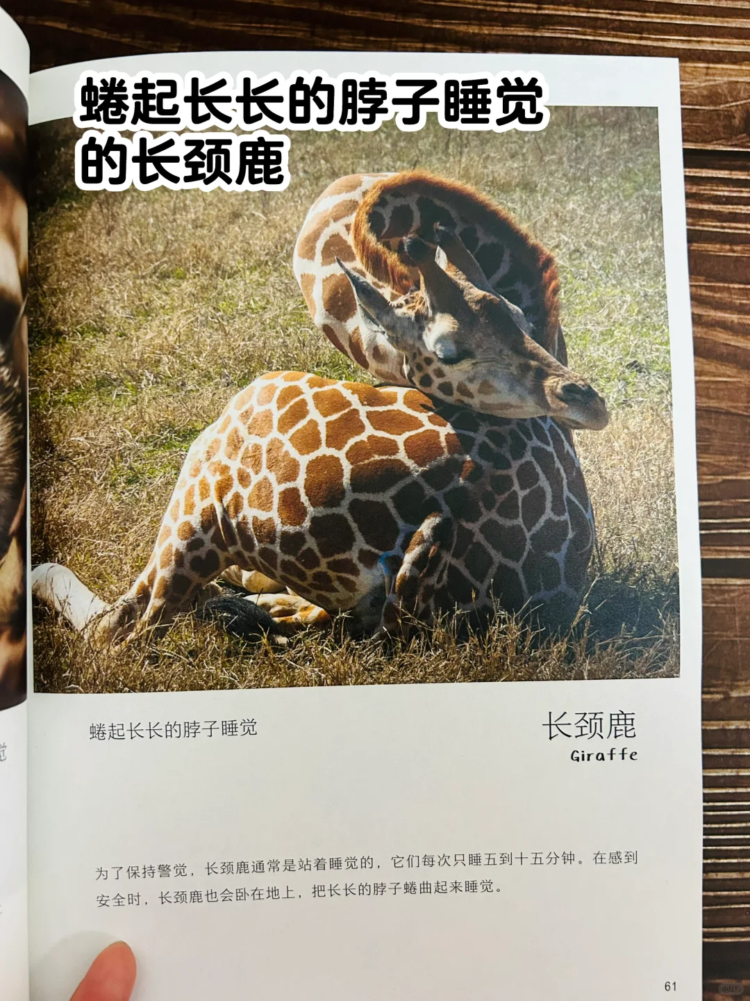 谢谢你‼️让2岁儿子认识了近200动植物！