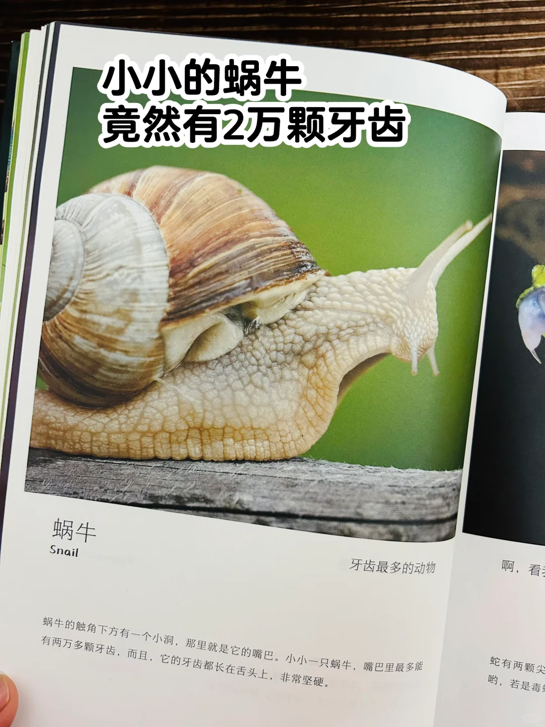 谢谢你‼️让2岁儿子认识了近200动植物！
