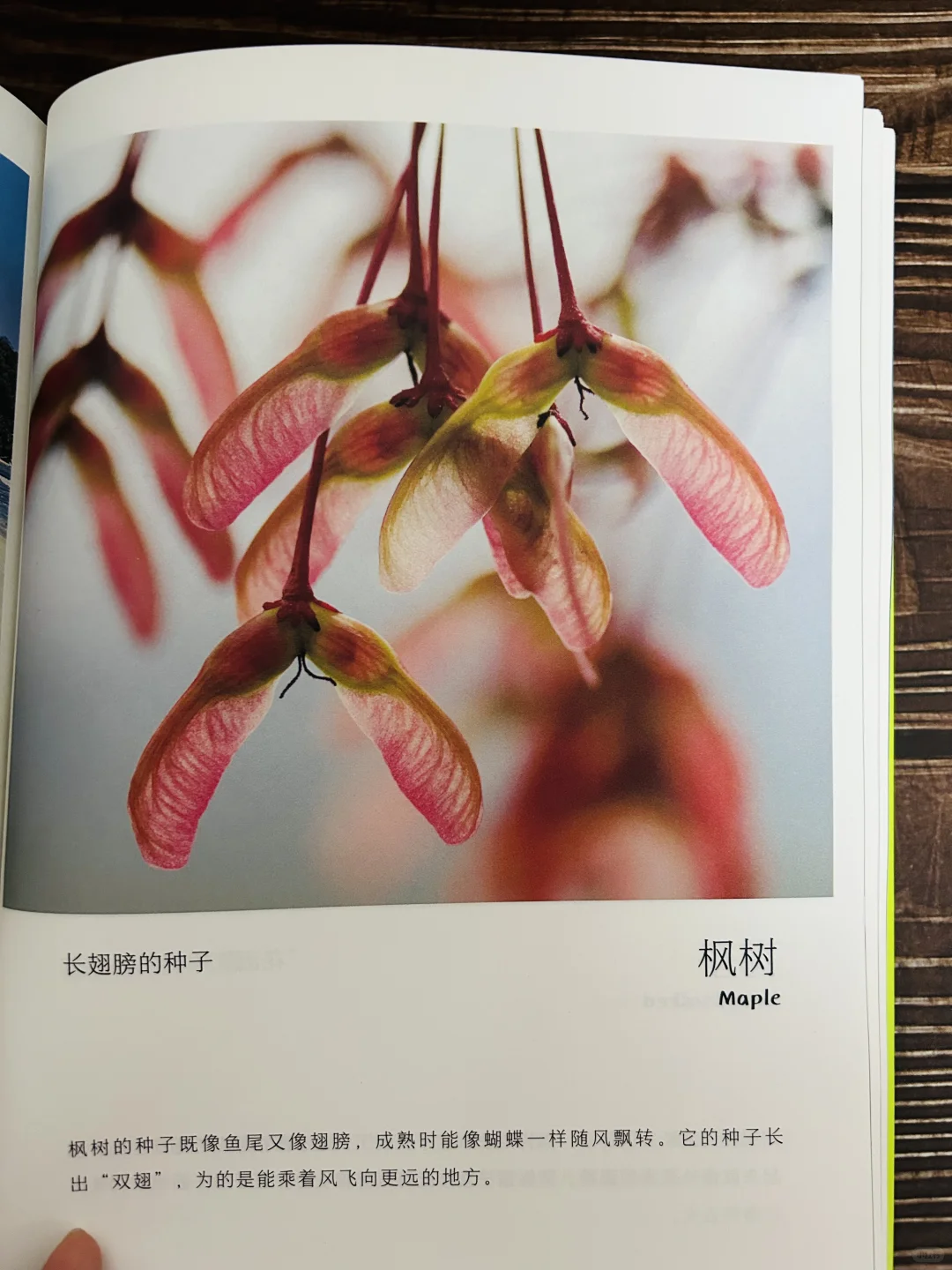 谢谢你‼️让2岁儿子认识了近200动植物！