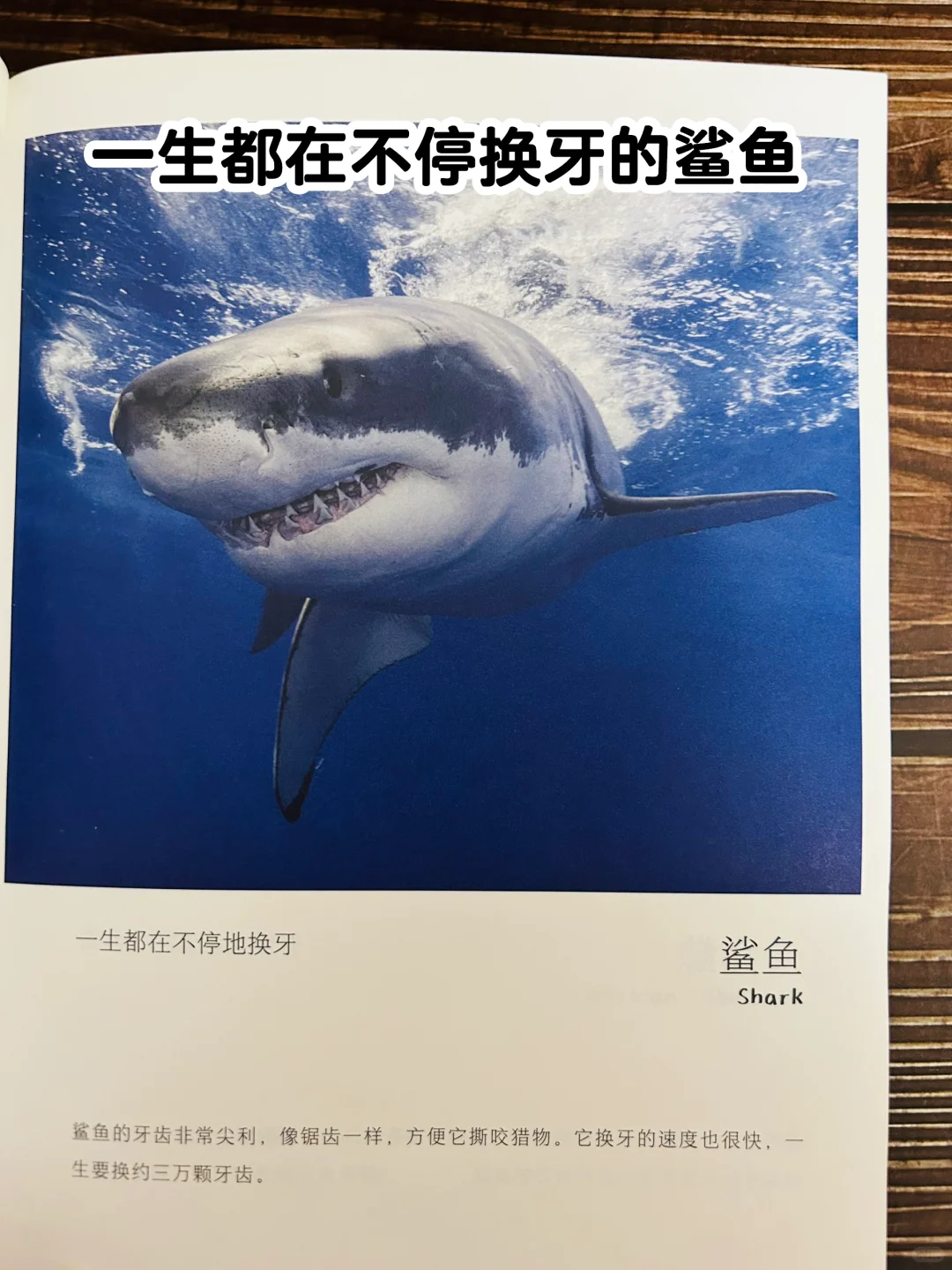 谢谢你‼️让2岁儿子认识了近200动植物！