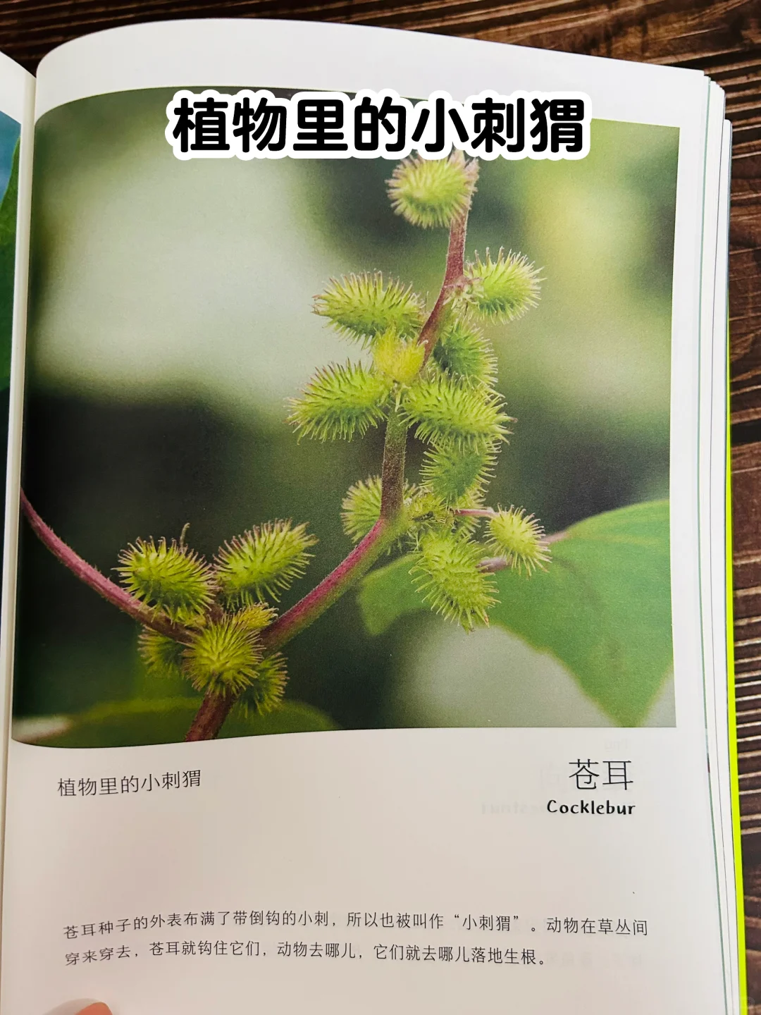 谢谢你‼️让2岁儿子认识了近200动植物！