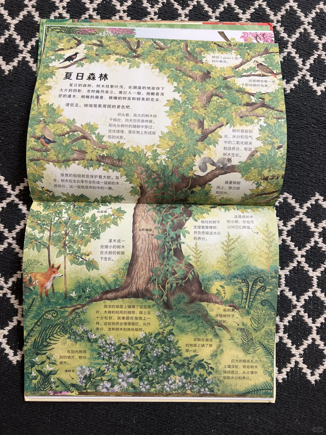 5岁小书虫的上周阅读书单📚