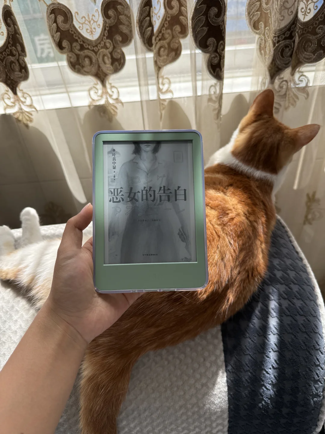 试图拿猫当我拍kindle的背景失败：