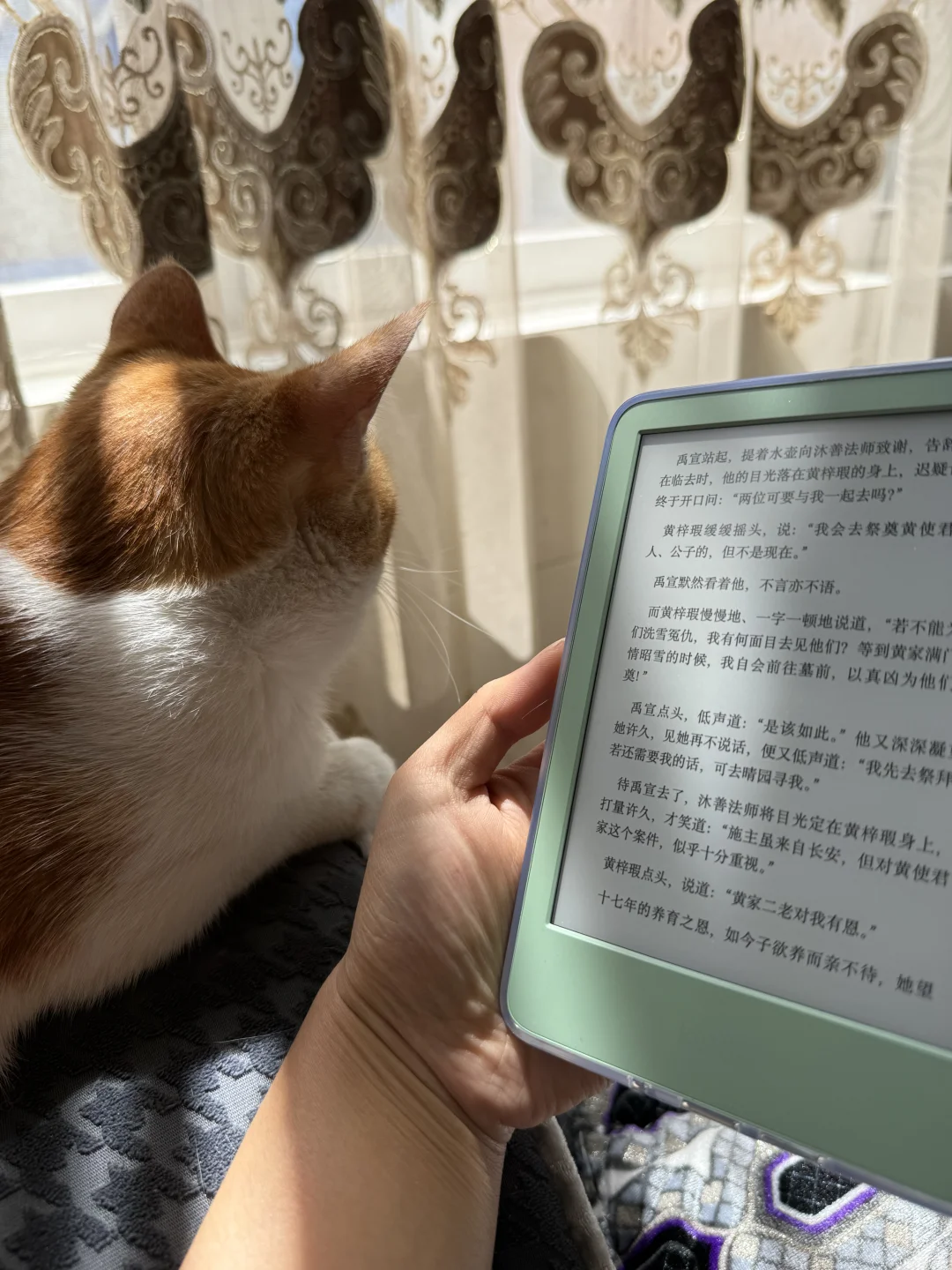 试图拿猫当我拍kindle的背景失败：