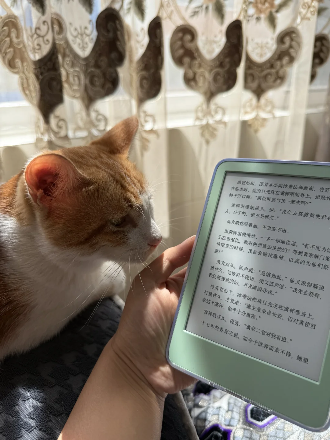 试图拿猫当我拍kindle的背景失败：