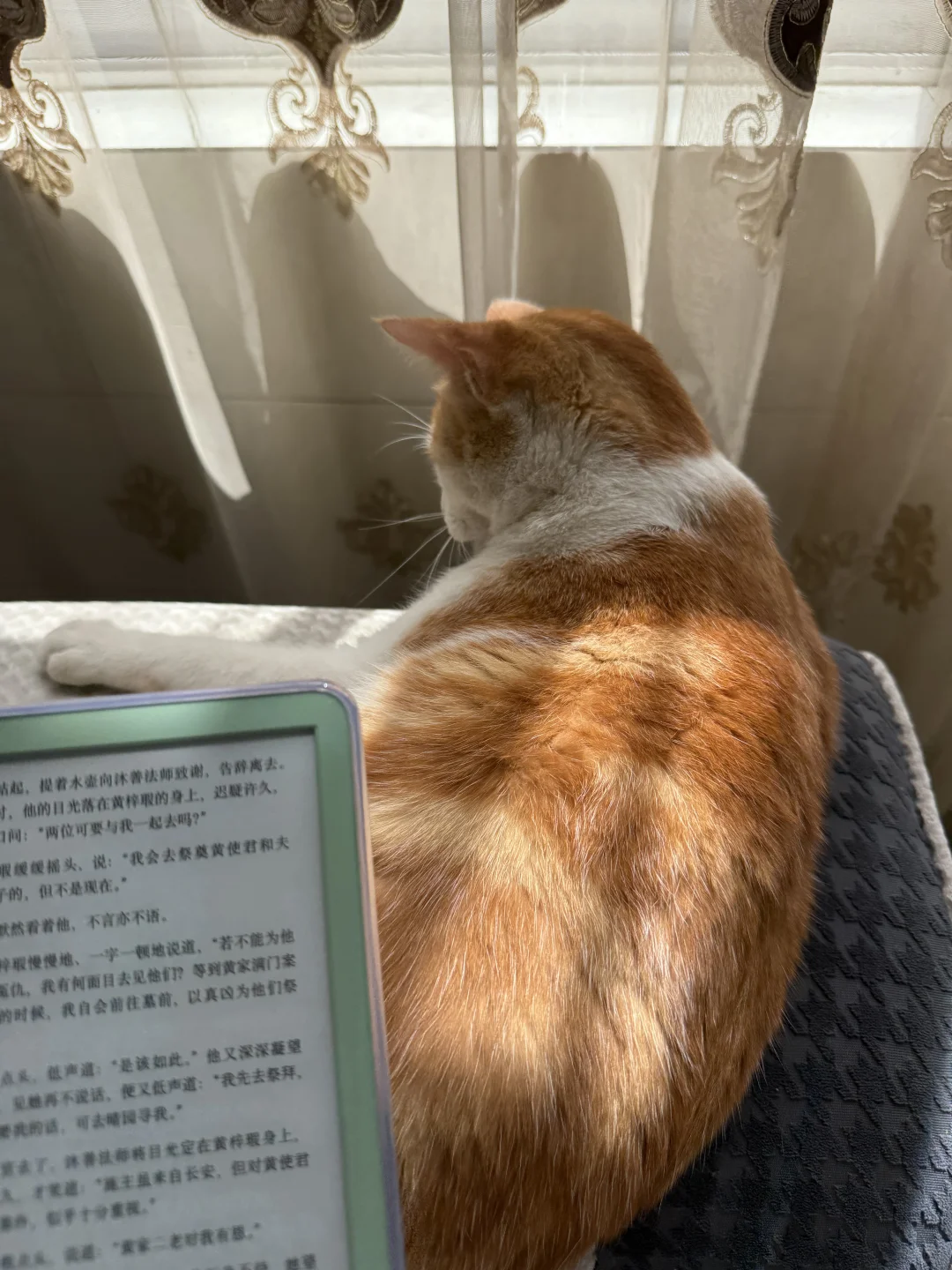 试图拿猫当我拍kindle的背景失败：