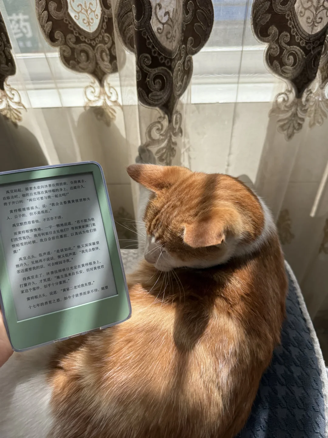 试图拿猫当我拍kindle的背景失败：