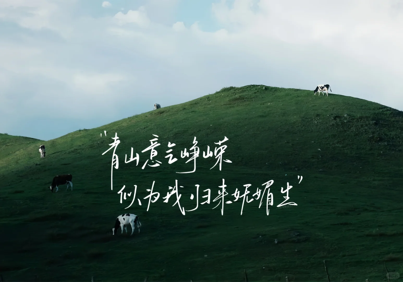 平板ipad壁纸｜自由是灵魂的香气🌱