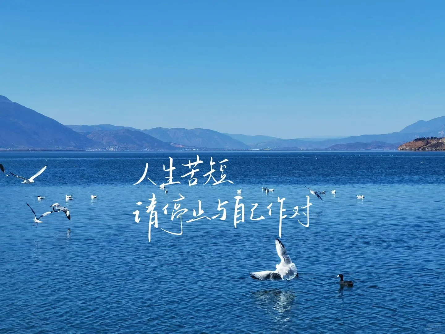 平板ipad壁纸｜自由是灵魂的香气🌱