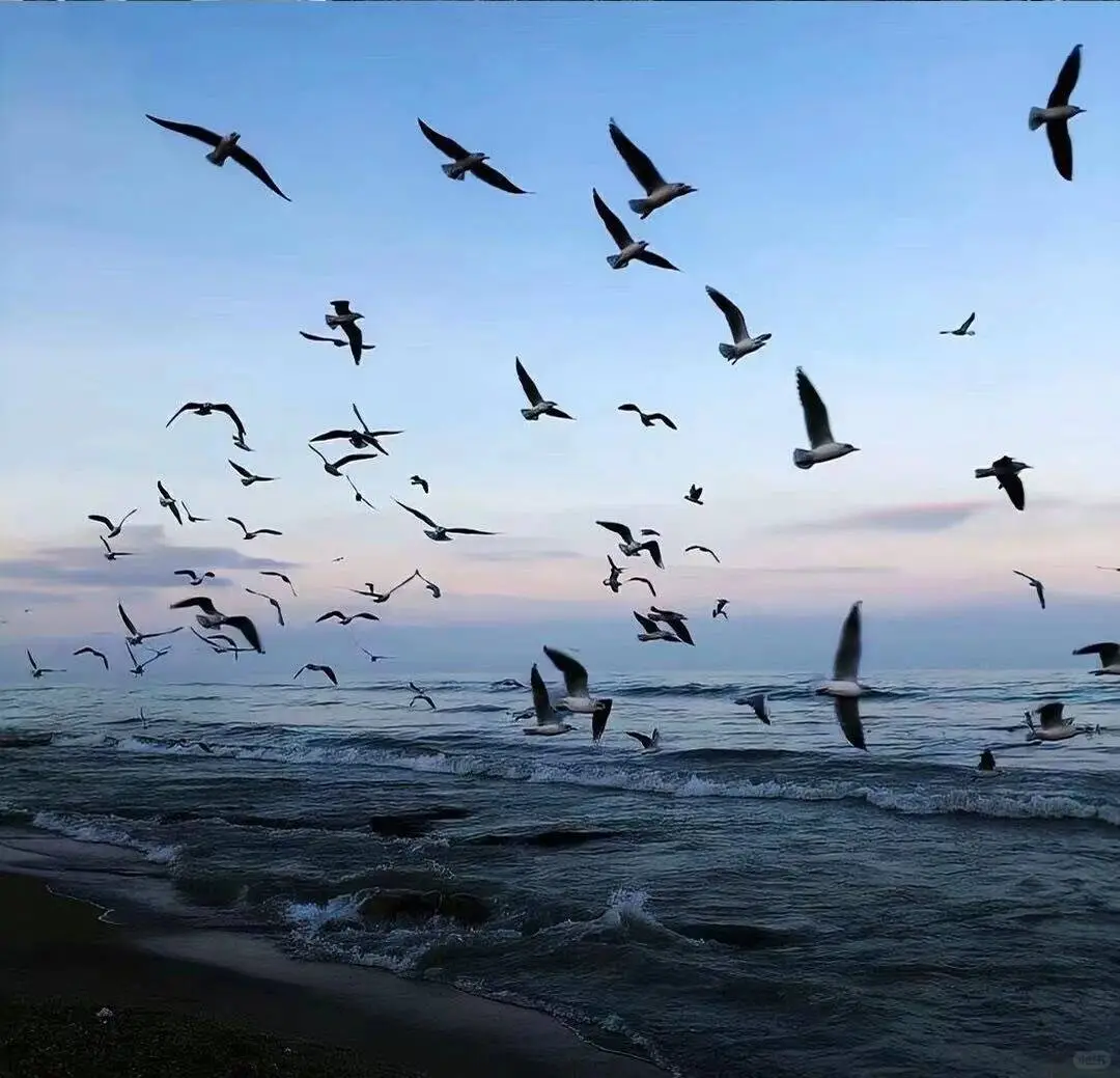 🐚海边背景图🐚