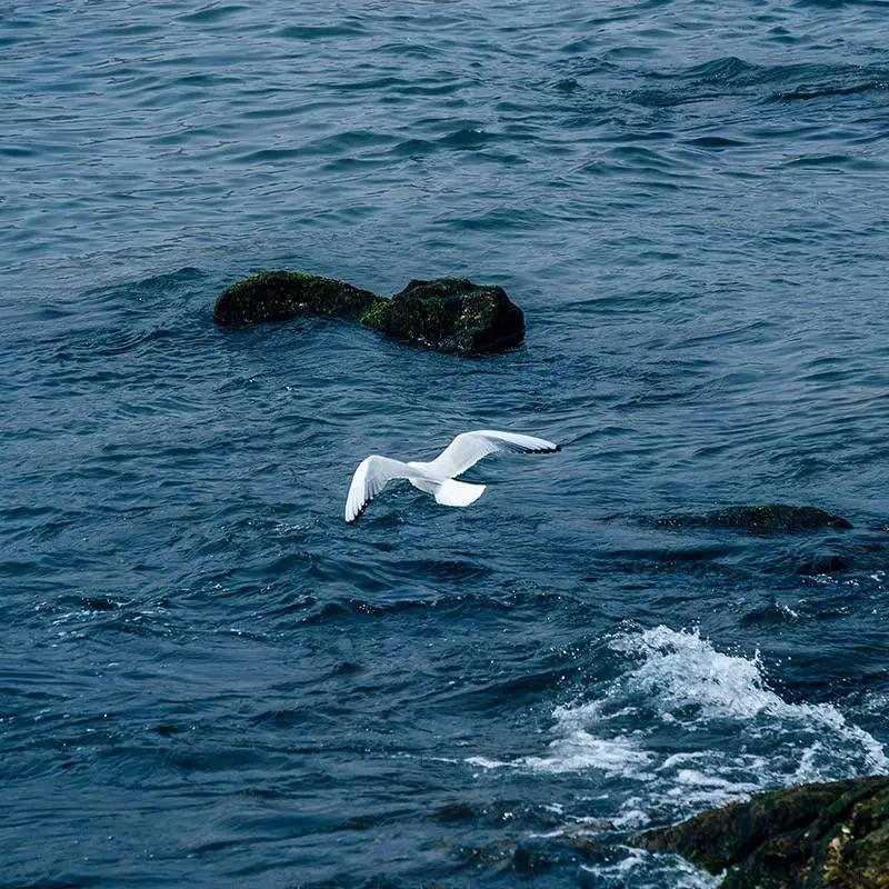🐚海边背景图🐚