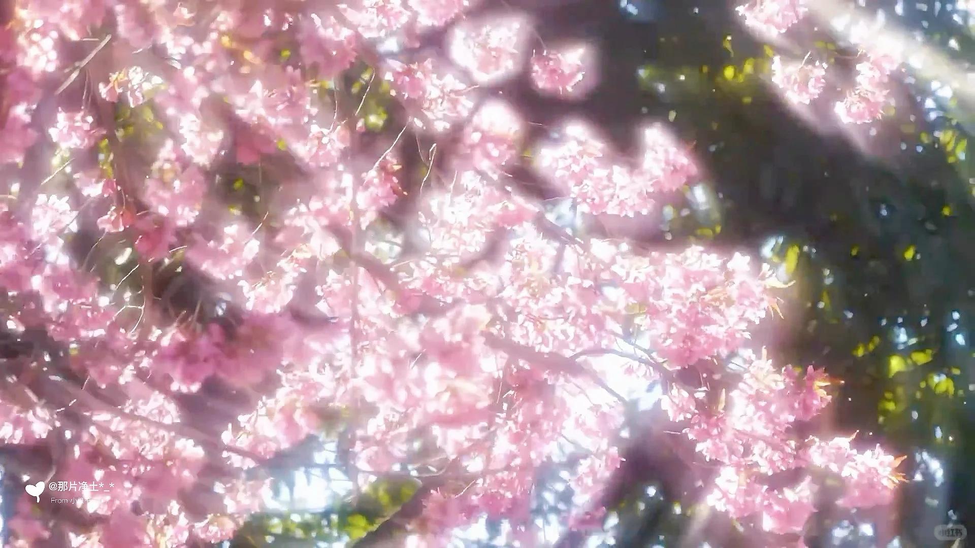 治愈系动态背景图/平板/电脑动态壁纸