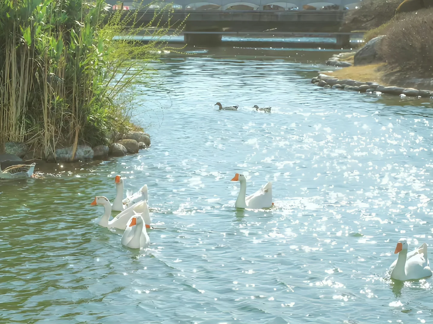 𝙒𝙚𝘾𝙝𝙖𝙩｜风景 花花 iPad 电脑 壁纸