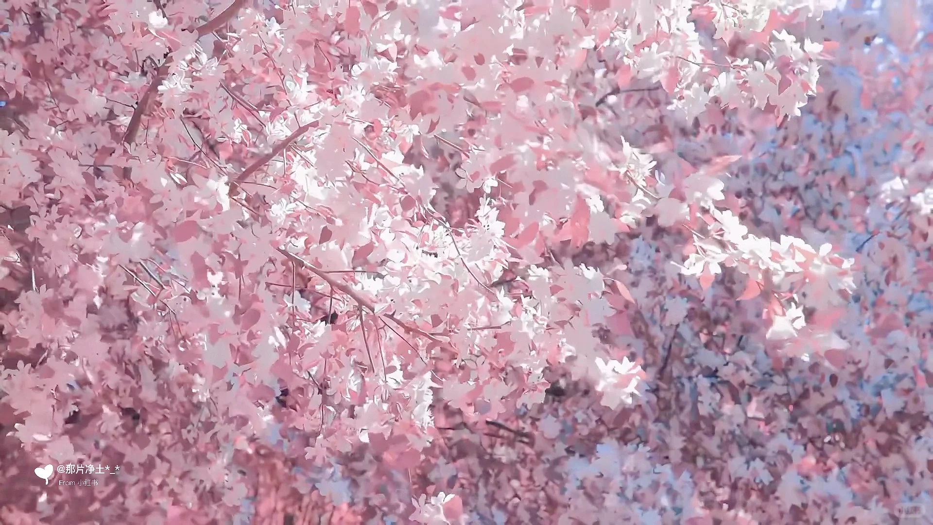 治愈系动态背景图/平板/电脑动态壁纸