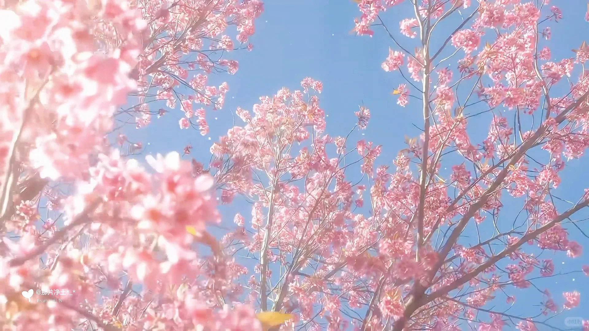 治愈系动态背景图/平板/电脑动态壁纸