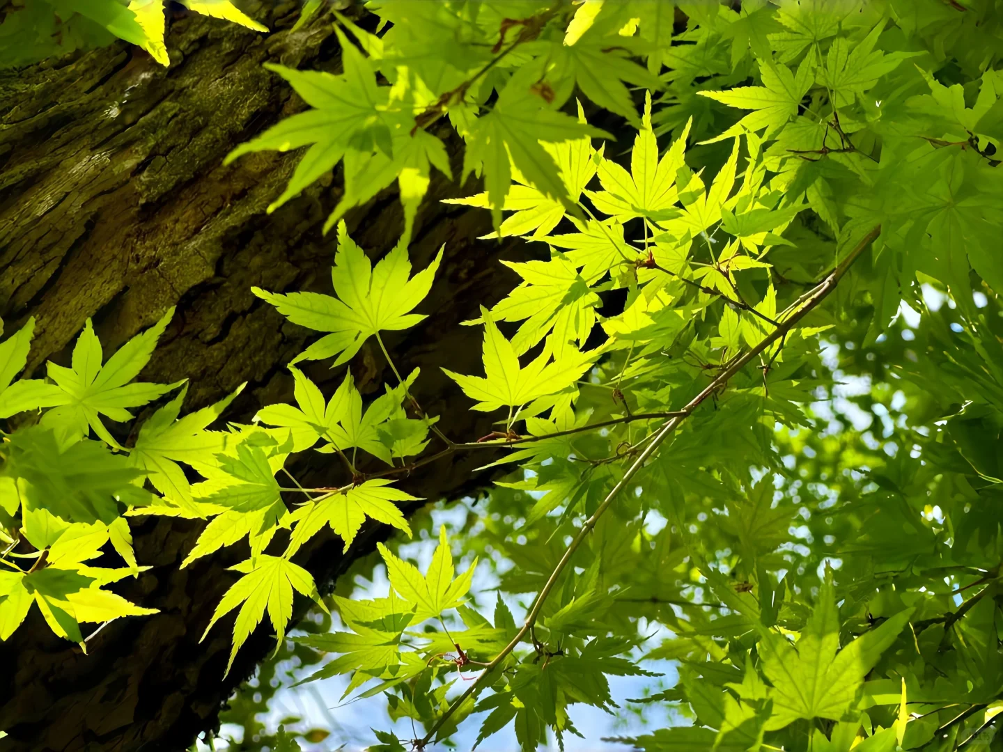 𝙒𝙚𝘾𝙝𝙖𝙩｜风景 花花 iPad 电脑 壁纸