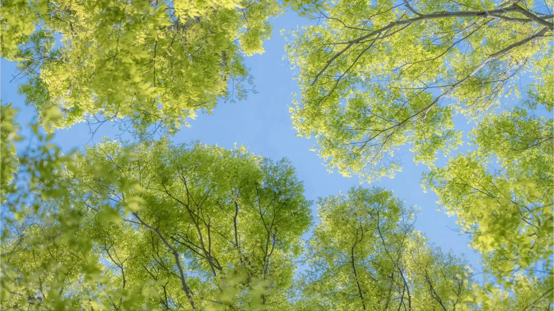 🦋一期绿色iPad壁纸，快来接收~🍃✉️