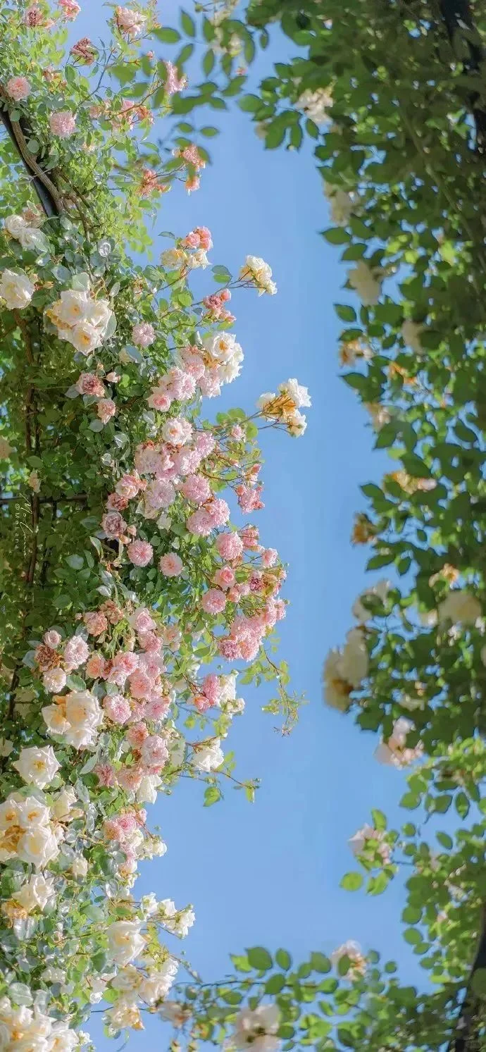 Wallpaper丨遇见春天 耐看高质量锁屏壁纸＃
