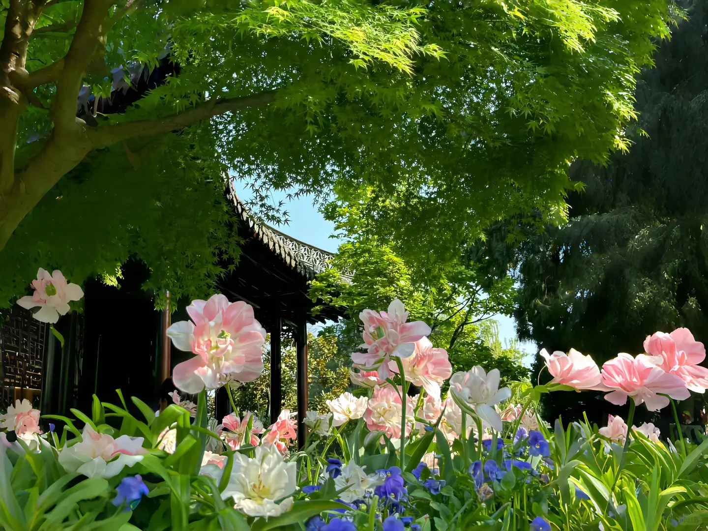 WeChat | 平板壁纸春日鲜花氛围背景