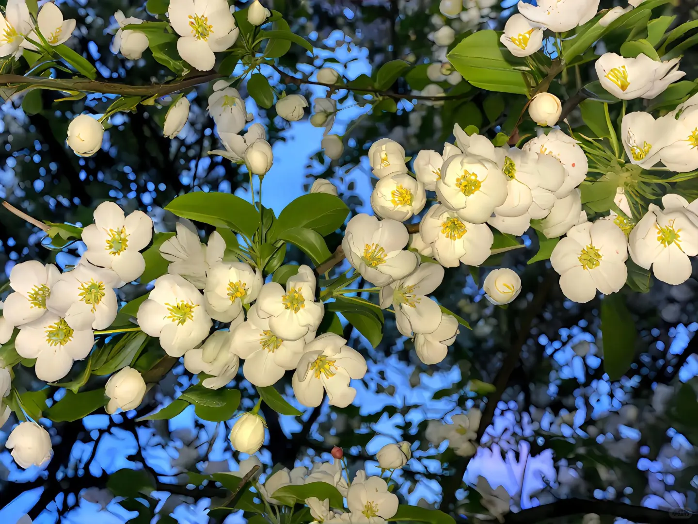 WeChat | 平板壁纸春日鲜花氛围背景