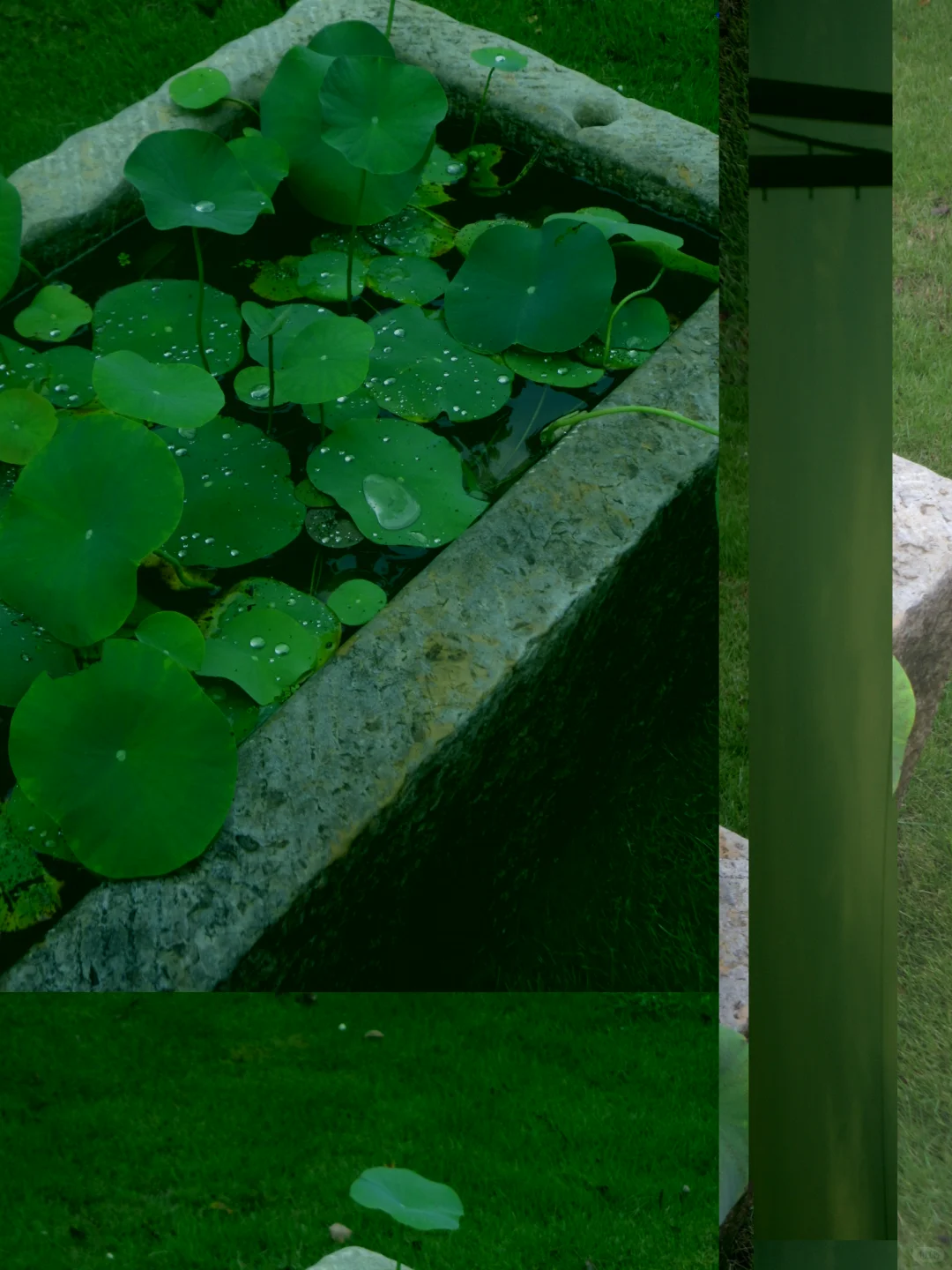 🪷🍃𝑳𝒂𝒄𝒆 𝑫𝒂𝒚