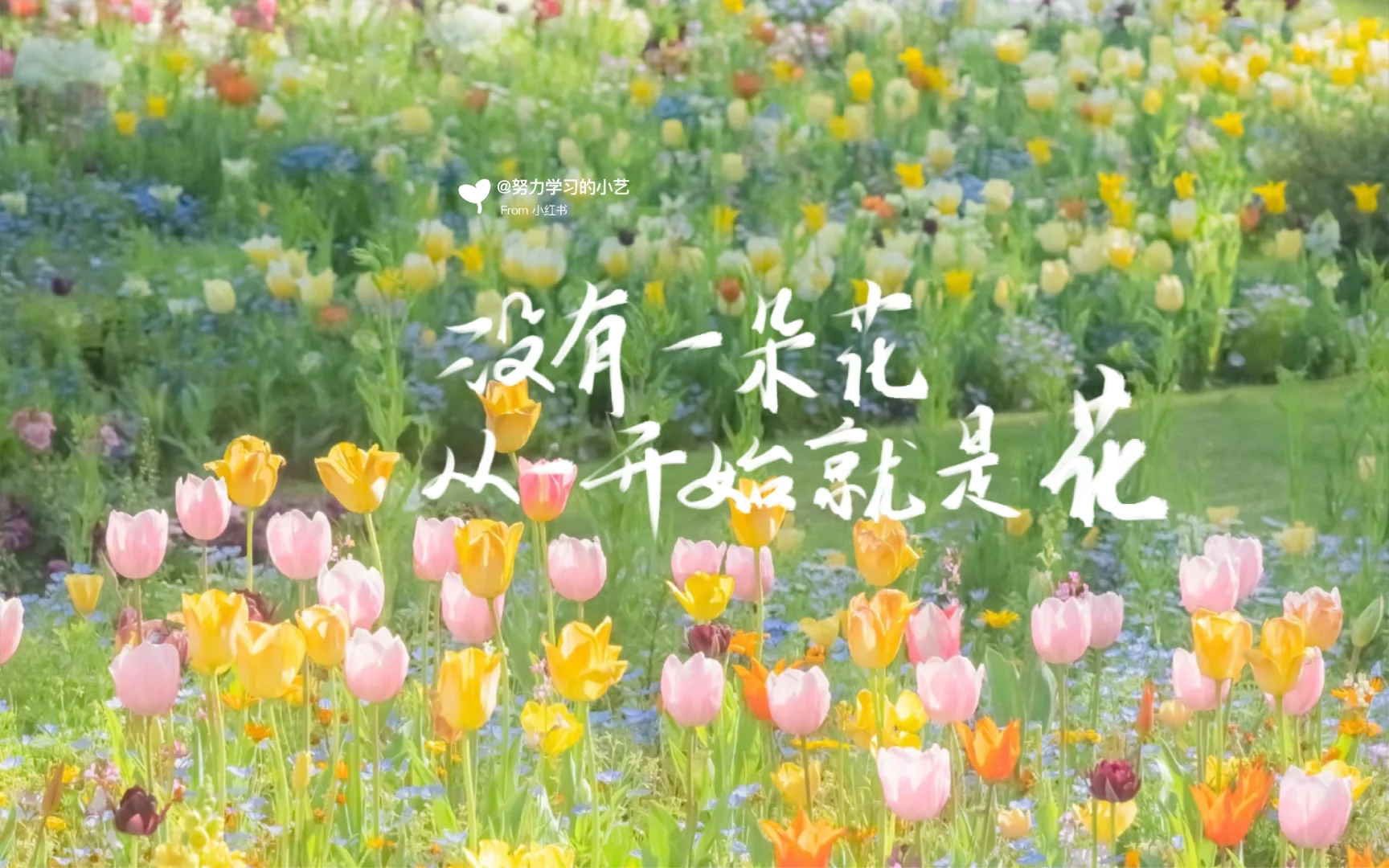 春天神极壁纸也太好看了吧！✨✨