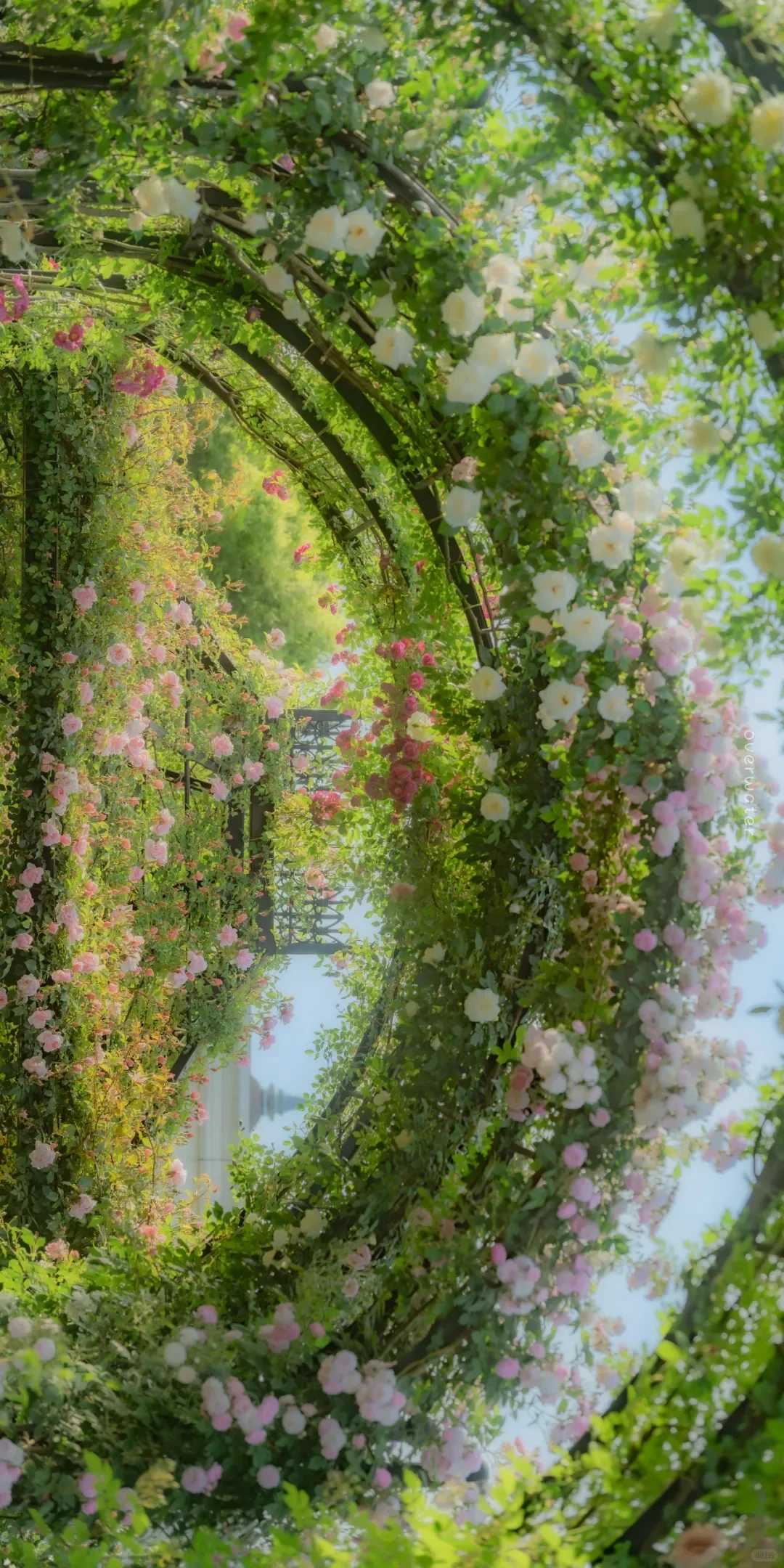 壁纸|梦幻花园横屏壁纸