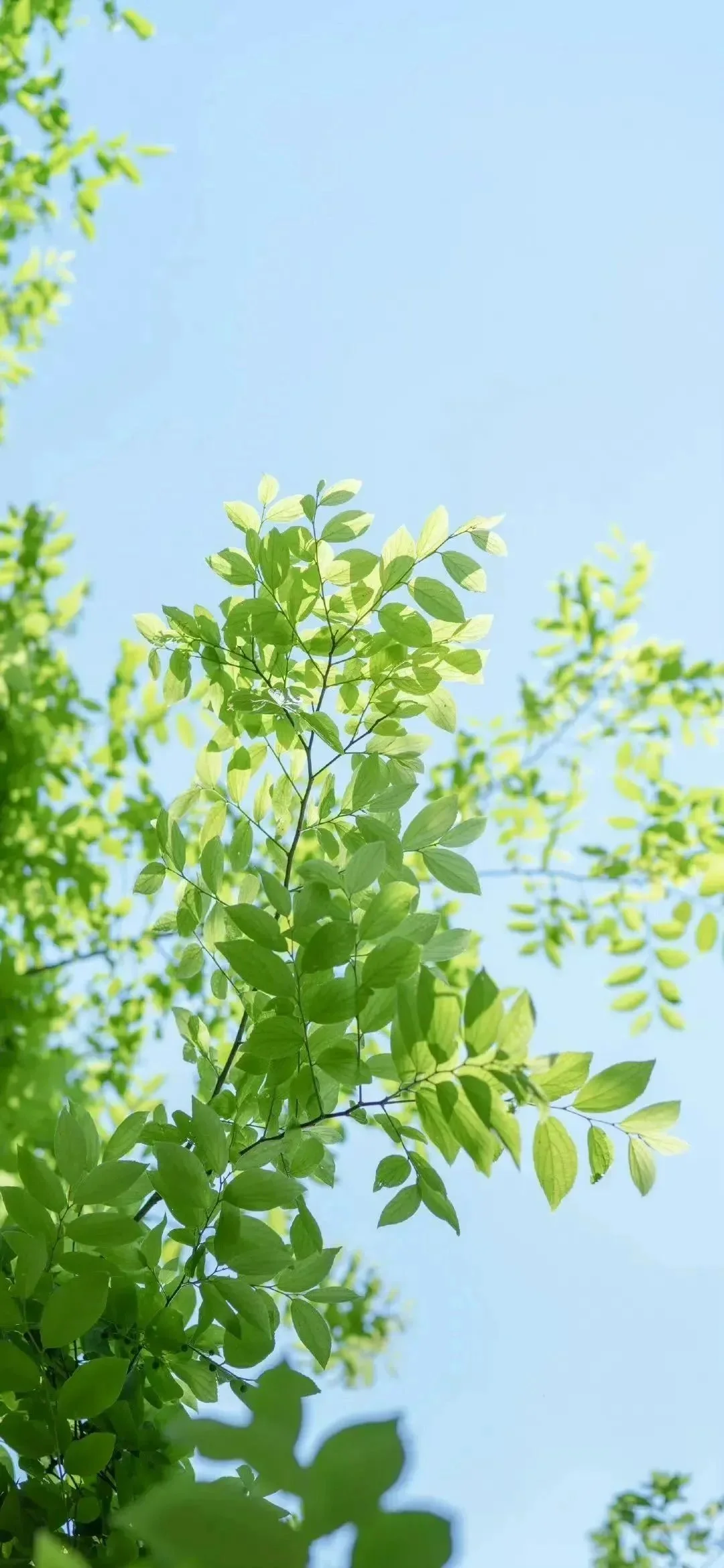玄学相壁纸~喜木or木为喜用神的宝宝可以用！