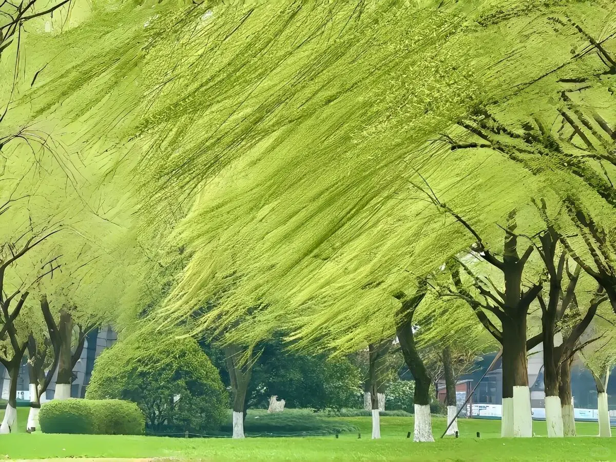 Green💚iPad壁纸