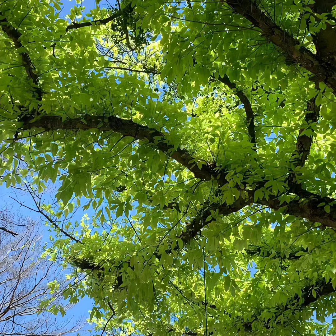 ✎ ̼ 🍏‧₊˚💭⸝⸝꙳📗✧ 🧤