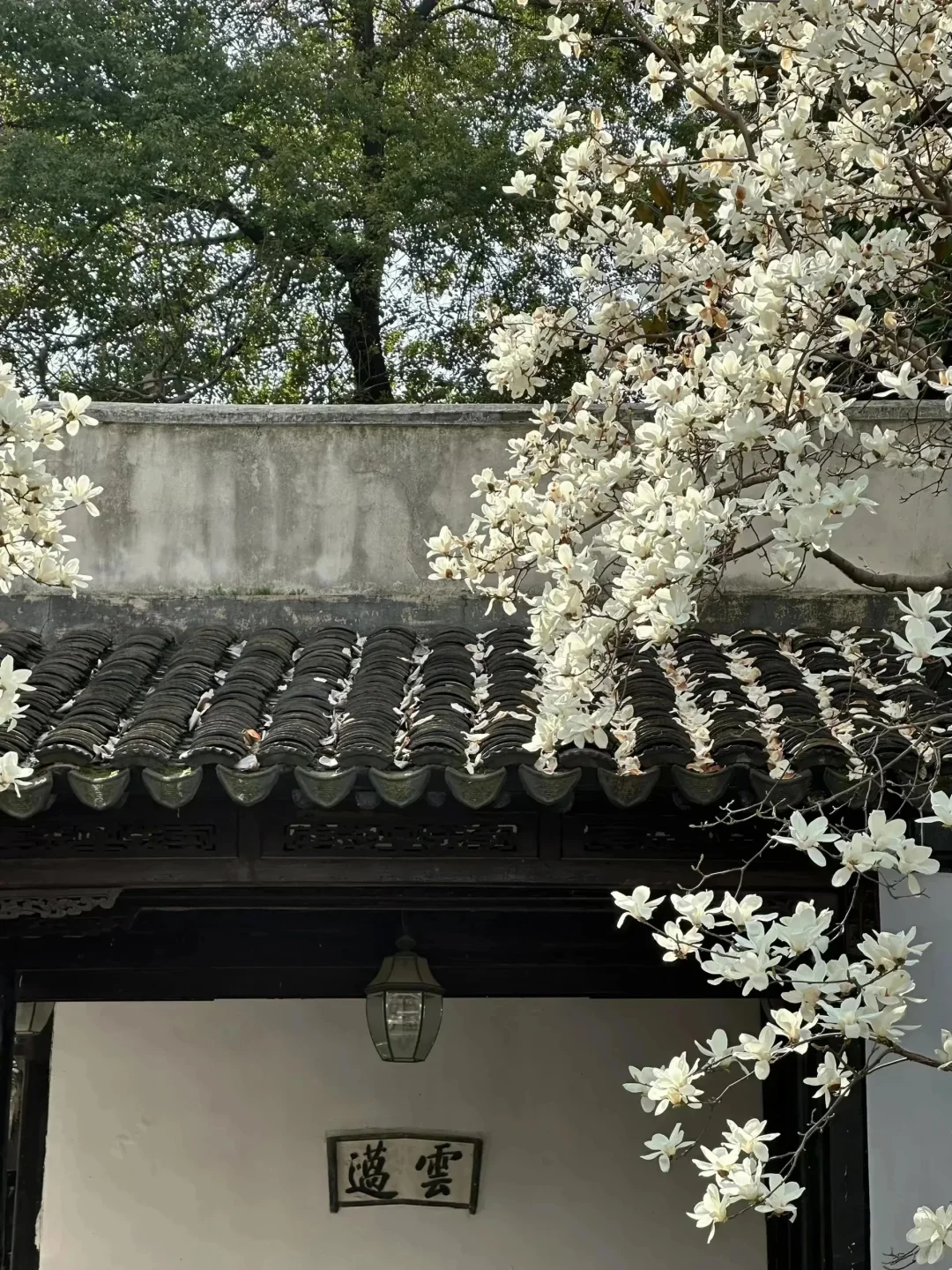 左滑16张极品Live图·超绝春日氛围 喜欢可拿
