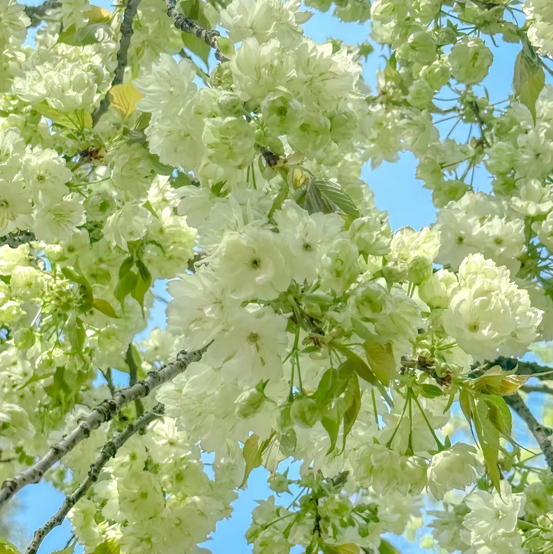 ✎ ̼ 🍏‧₊˚💭⸝⸝꙳📗✧ 🧤