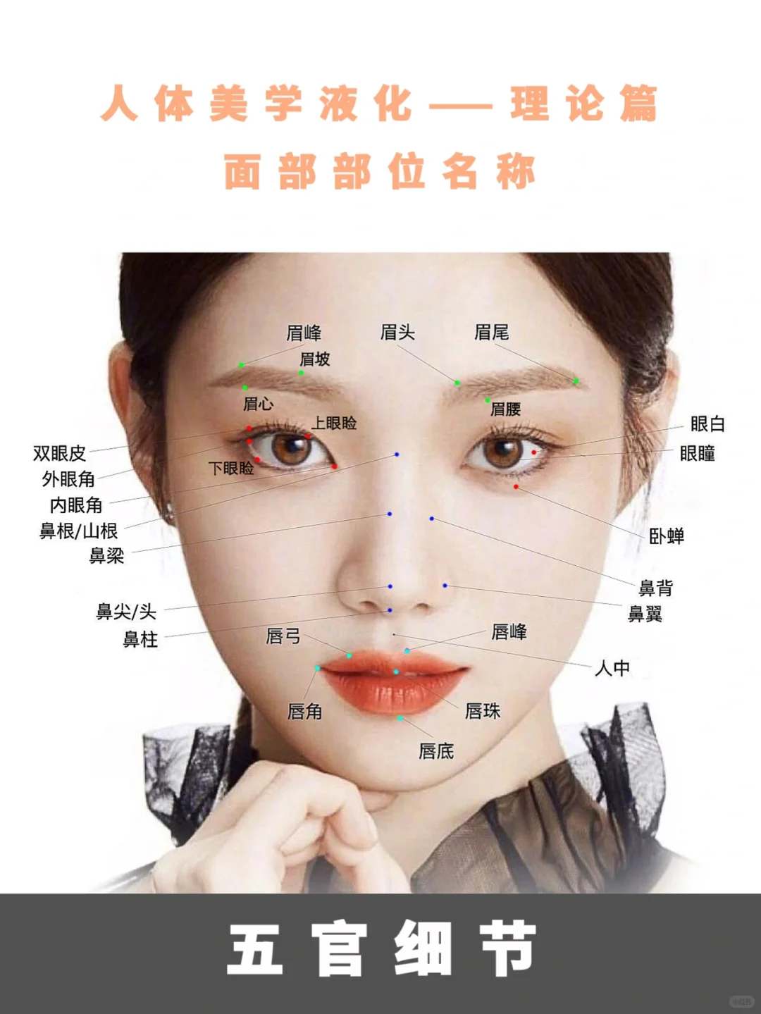 学习修图六十天｜液化篇｜面部名称