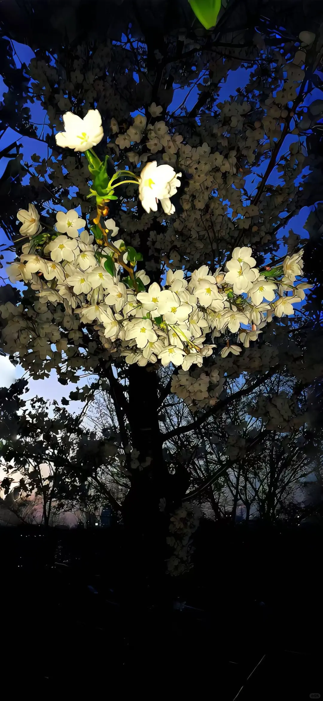 iPhone壁纸｜如花 似梦 是我们短暂的相逢