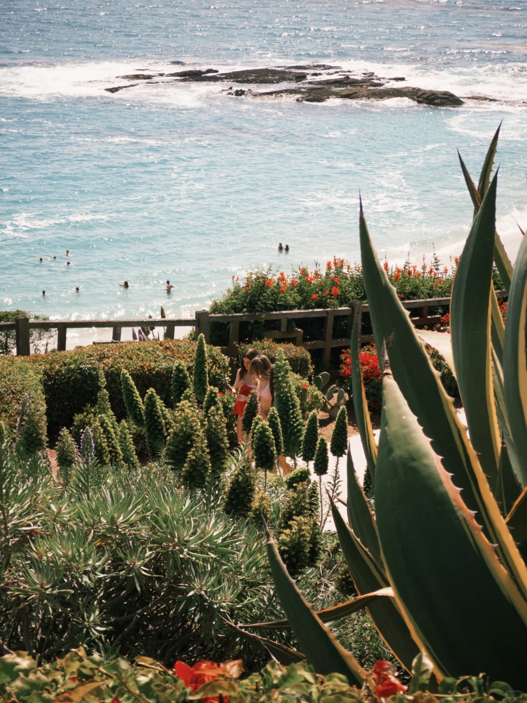 🍊California. 盛夏, 艳阳, 海岸, 甜橙。