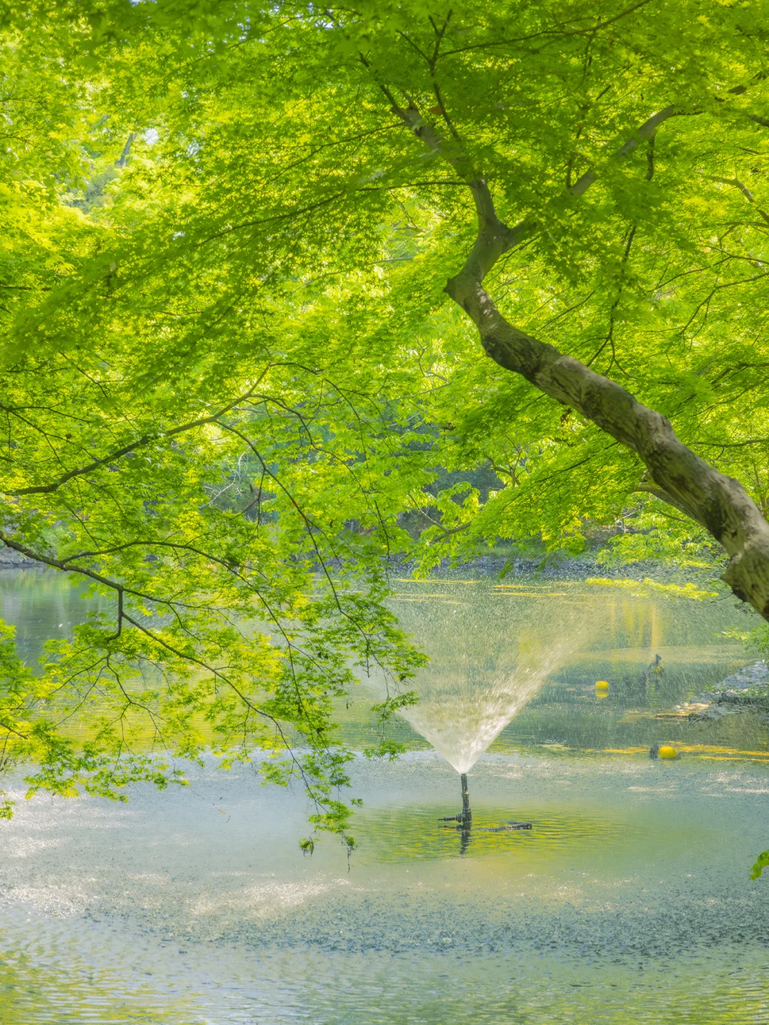 酿绿藏光 | 绿色是生命力🌿