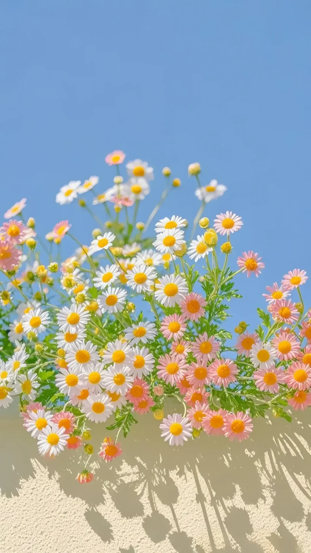 小众高级✨仙女必备鲜花壁纸集