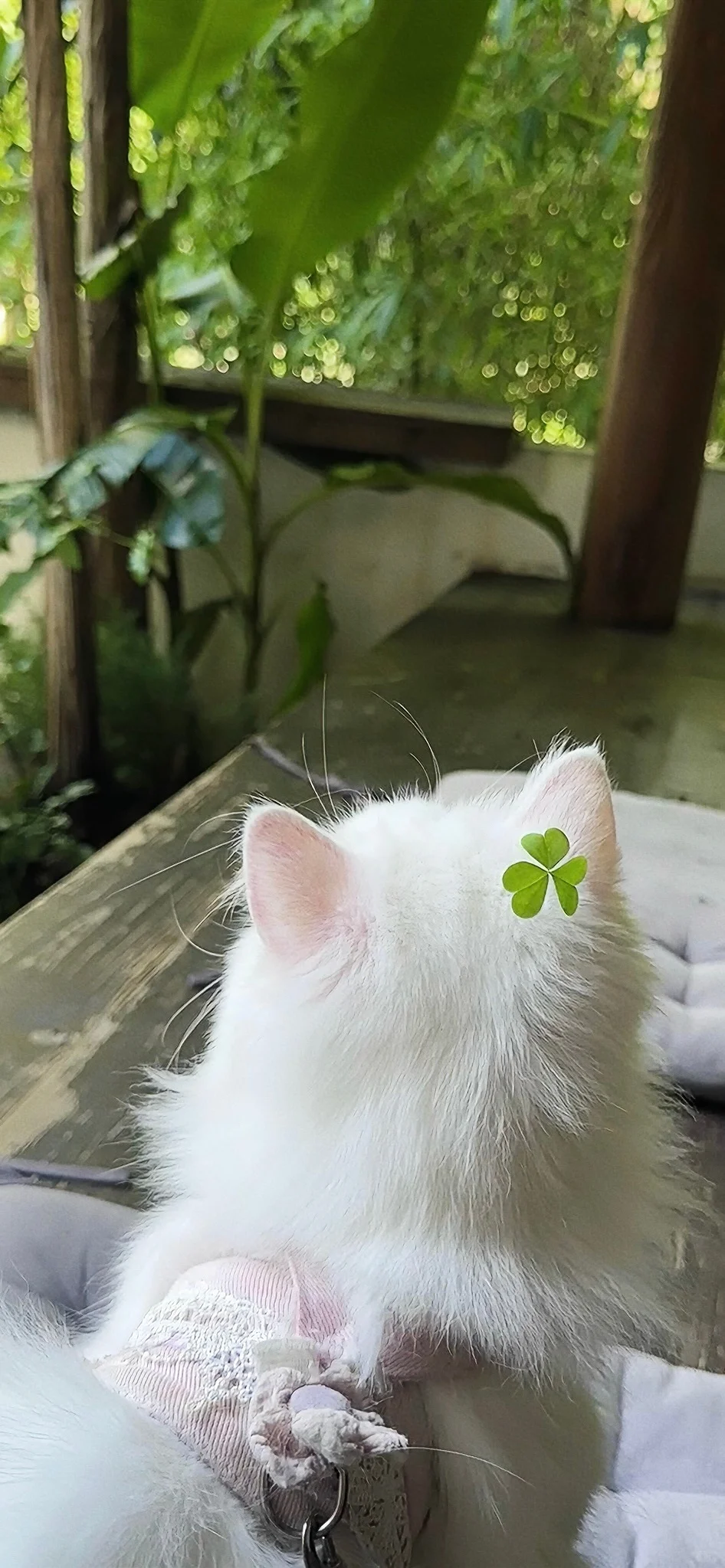 一期夏日壁纸/自截壁纸分享˶ᵒ ᵕ ˂˶ 🧼🫧🍈