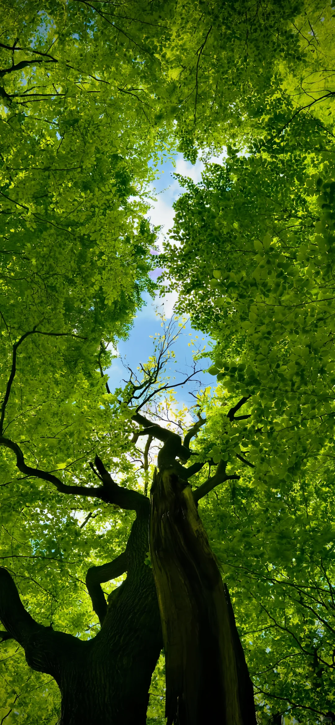 一组富有生命力的壁纸