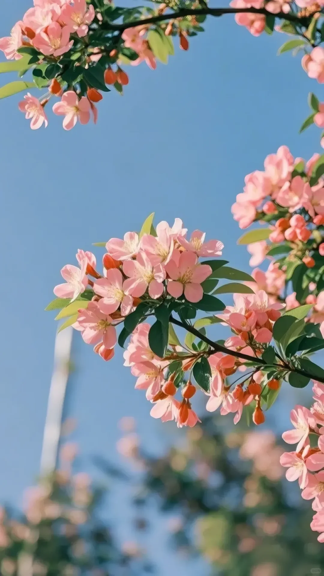 小众高级✨仙女必备鲜花壁纸集
