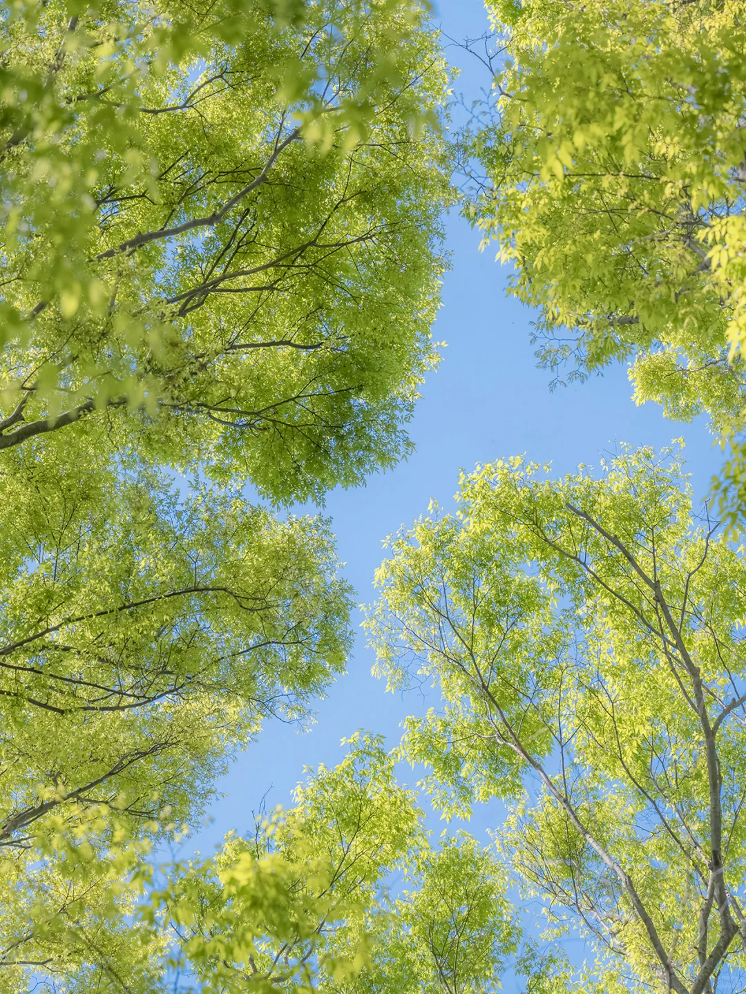 酿绿藏光 | 绿色是生命力🌿