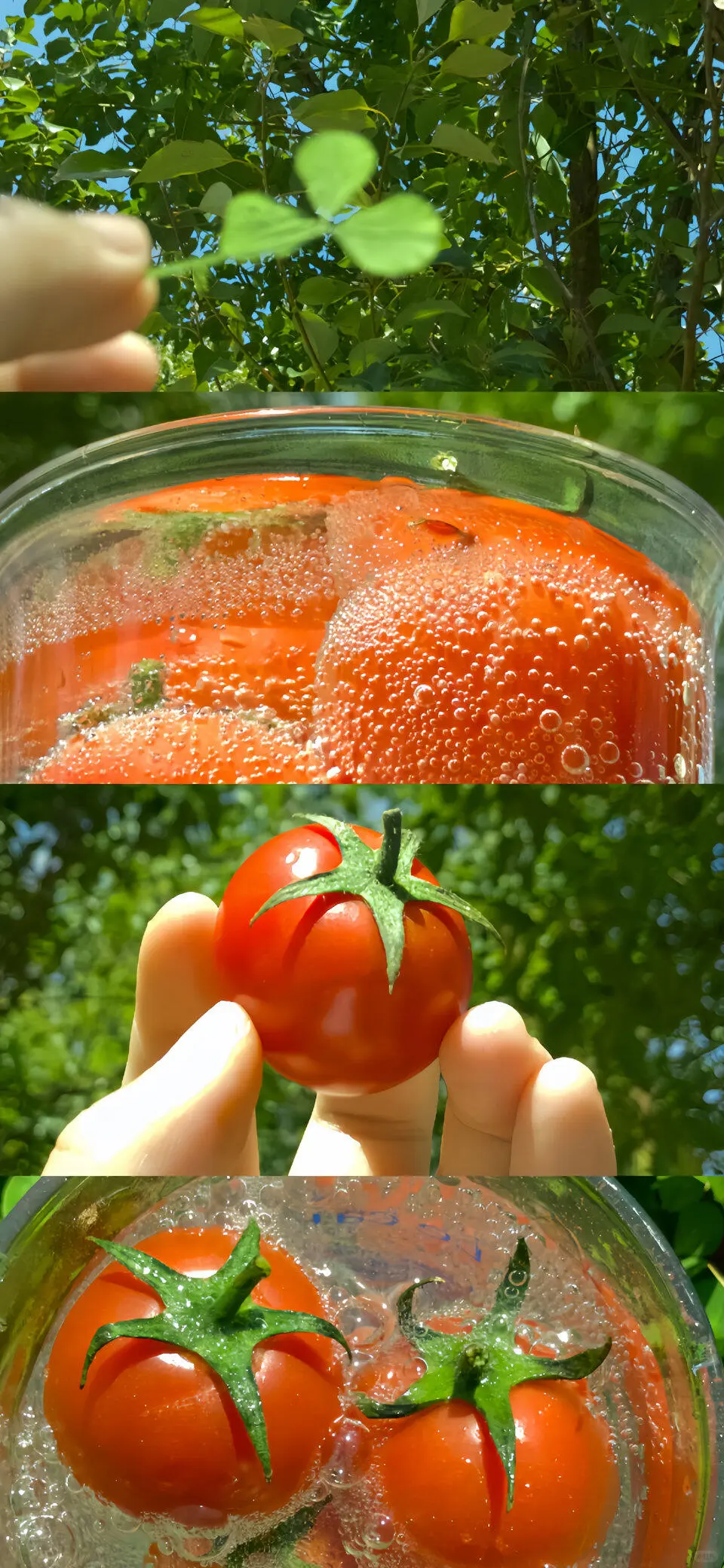 夏日清凉壁纸
