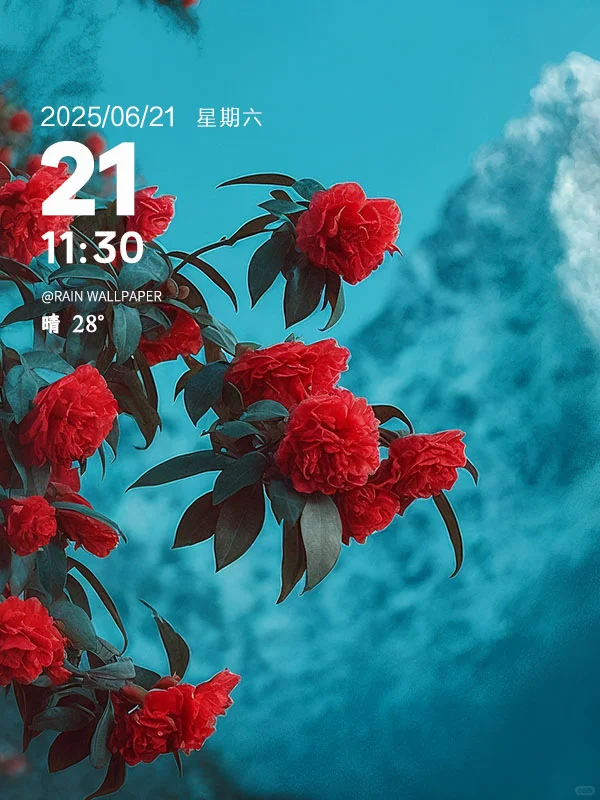 每日壁纸|红梅映雪