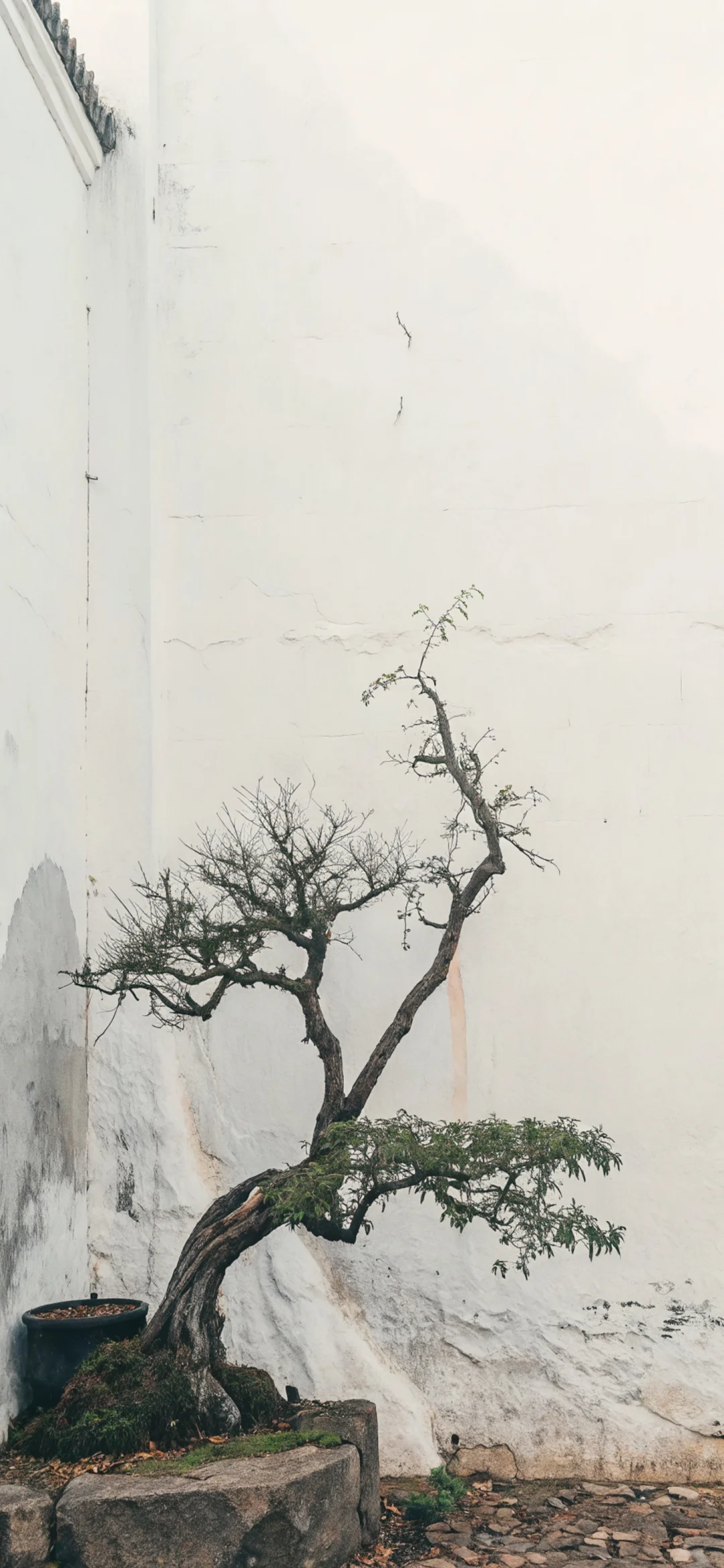 每日壁纸｜6.24
