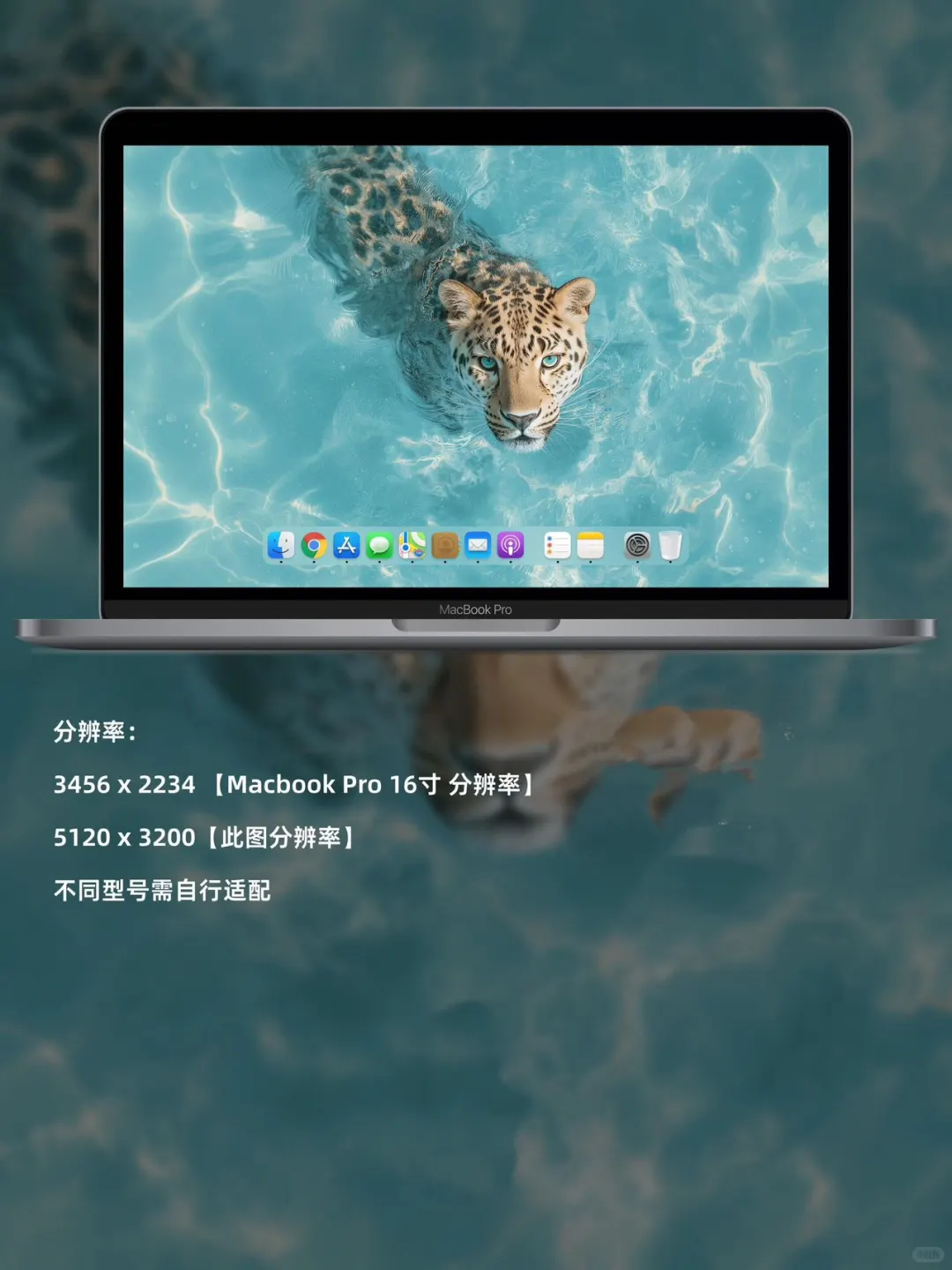 水豹壁纸
