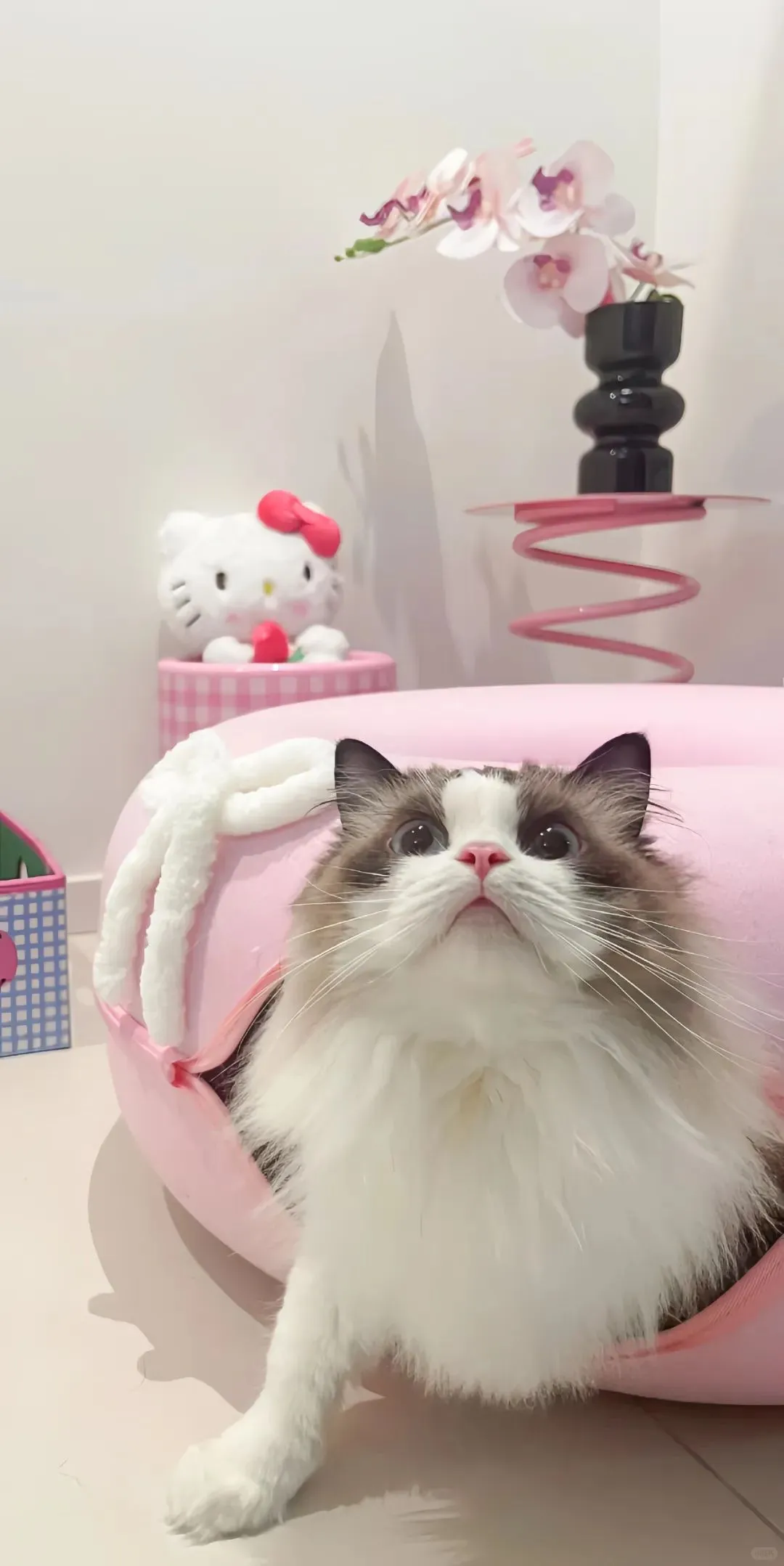 超可爱的壁纸分享！🐱🎀