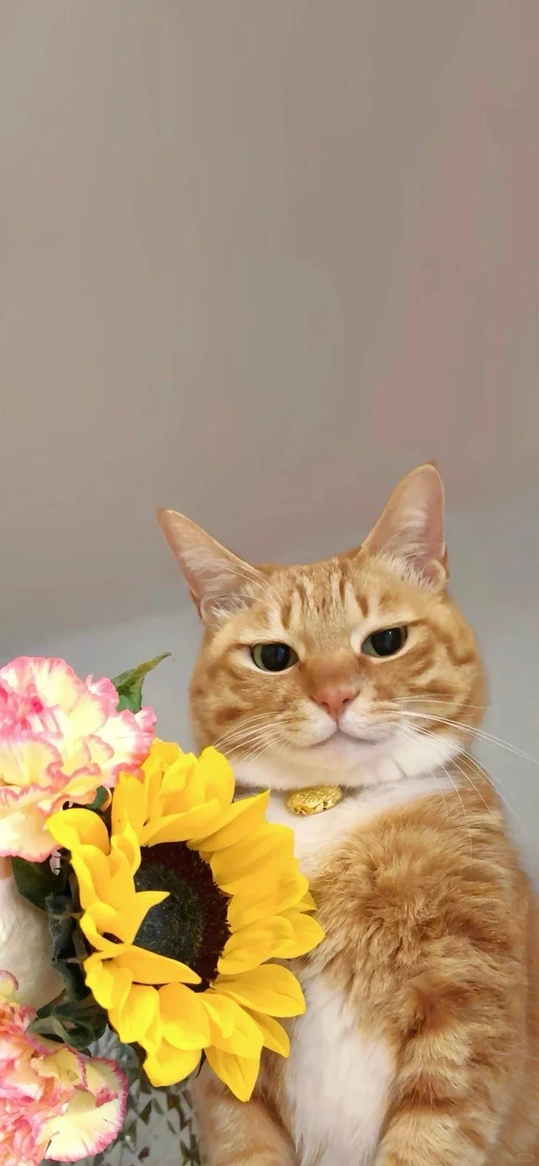超可爱的壁纸分享！🐱🎀